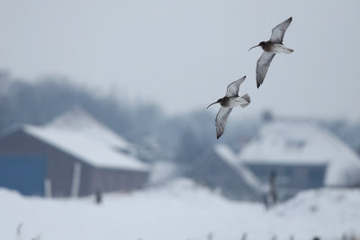 Curlew - Numenius arquata
