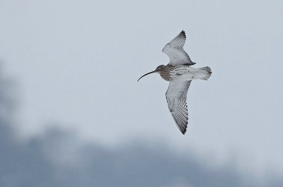 Curlew - Numenius arquata
