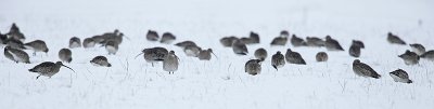 Curlew - Numenius arquata