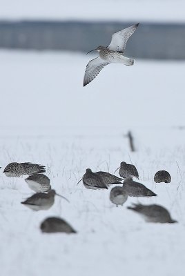 Curlew - Numenius arquata