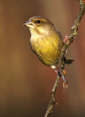 Greenfinch - Carduelis chloris