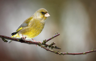 Greenfinch - Carduelis chloris