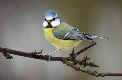 Blue tit - Parus caeruleus