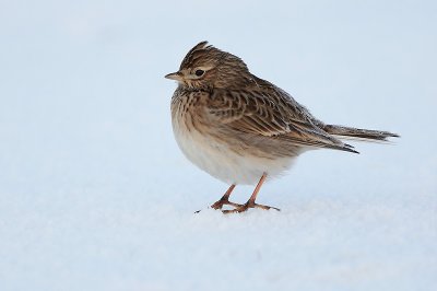 Skylark - Alauda arvensis