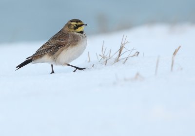 Shore Lark - Eremophila alpestris