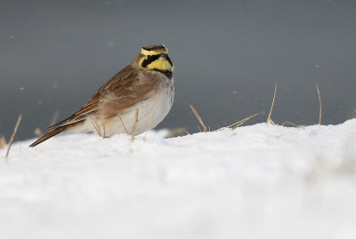 Shore Lark - Eremophila alpestris