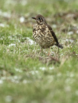 Mistle trush - Turdus viscivorus