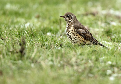 Mistle trush - Turdus viscivorus