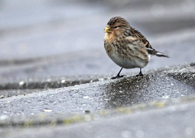 g3/11/619511/3/122193544.GKGkP4r1.jpg