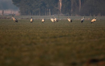 Common Crane - Grus grus, Achtmaal (Maatjes) 09/03/2010