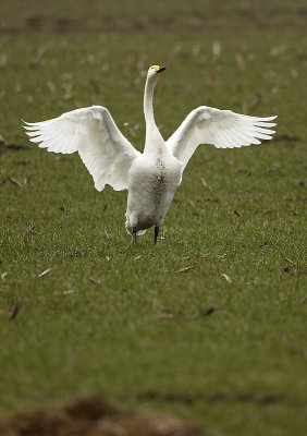 Whooper swan - Cygnus cygnus, Wuustwezel 11/03/2010