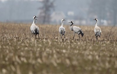 Common Crane - Grus grus, Wuustwezel (Maatjes) 11/03/2010