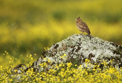 Crested Lark