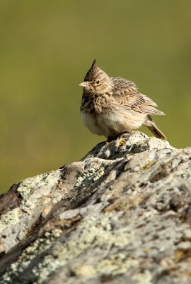 g3/11/619511/3/123139054.NXy5lkQa.jpg