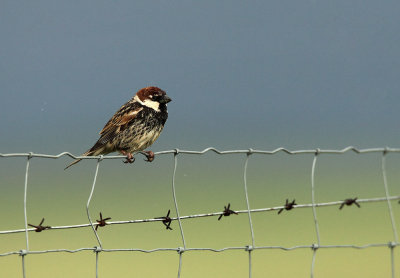 Spanish Sparrow - Passer hispaniolensis