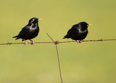 Spotless Starling - Sturnus unicolor