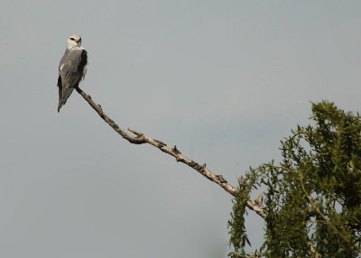 Black-Shouldered Kite