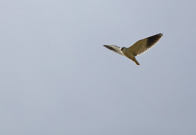 Black-Shouldered  Kite - Elanus caeruleus