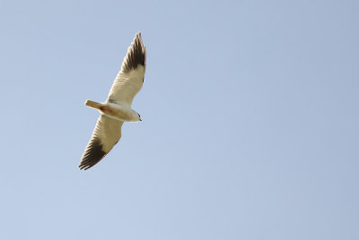 Black-Shouldered  Kite - Elanus caeruleus