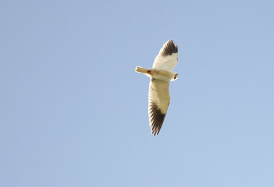 Black-Shouldered  Kite - Elanus caeruleus