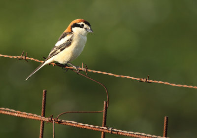 Woodchat shrike - Lanius senator