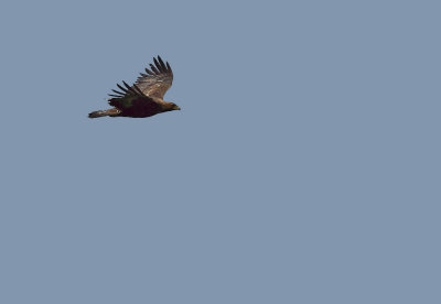 Golden Eagle - Aquila chrysaetos