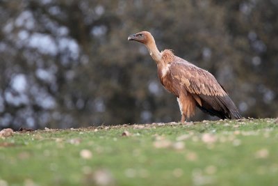 Griffon Vulture - Gyps fulvus