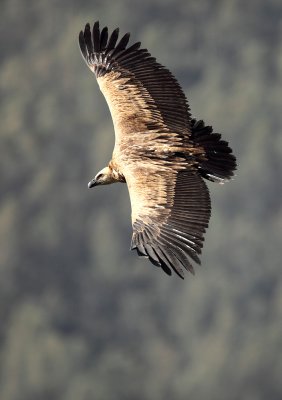 Griffon Vulture