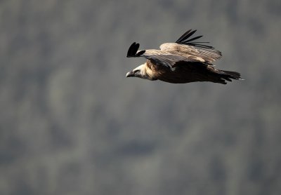 Griffon Vulture - Gyps fulvus