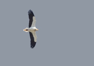 Egyptian Vulture - Neophron percnopterus