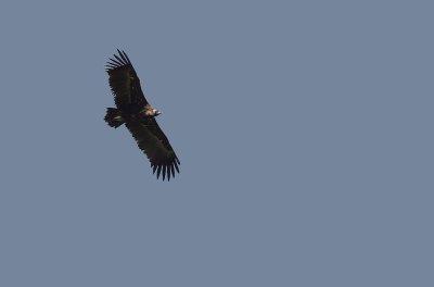 Black Vulture - Aegypius monachus