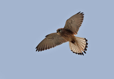 Lesser Kestrel - Falco naumannii
