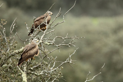 Black Kite - Milvus migrans