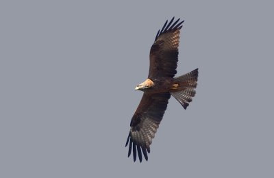 Black Kite - Milvus migrans