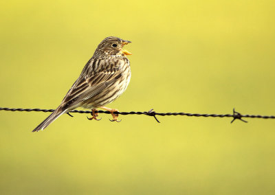 Corn Bunting - Miliaria calandra