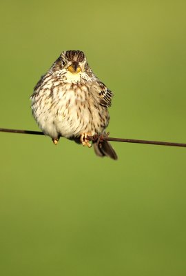 Corn Bunting - Miliaria calandra