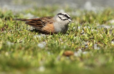 Rock Bunting - Emberiza cia