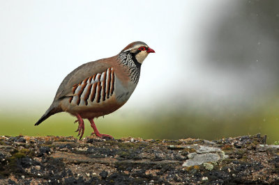 Red Partridge - Alectoris rufa