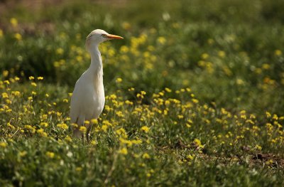 Cattle egret - Bubulcus ibis