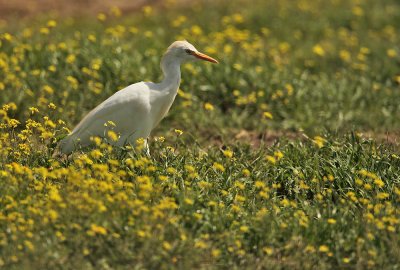 Cattle egret - Bubulcus ibis