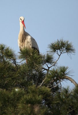 White stork - Ciconia ciconia