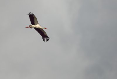 White stork - Ciconia ciconia