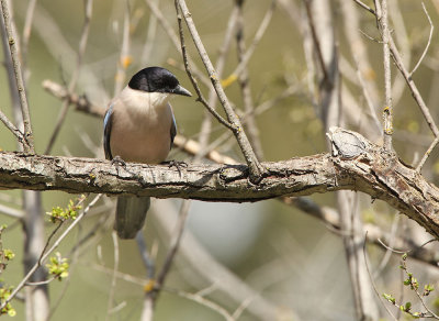 Azure-winged Magpie - Cyanopica cyana