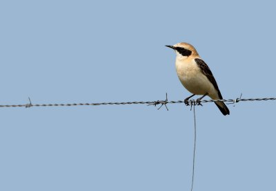 Black-eared Wheatear - Oenanthe hispanica