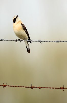 Black-eared Wheatear - Oenanthe hispanica