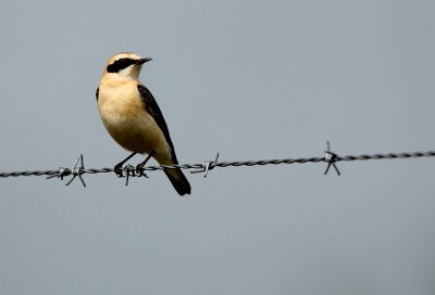 Black-eared Wheatear