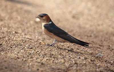 Red-rumped Swallow - Hirundo daurica