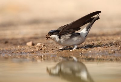 House martin - Delichon urbica