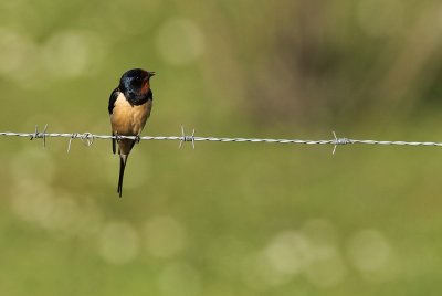 Barn swallow - Hirundo rustica