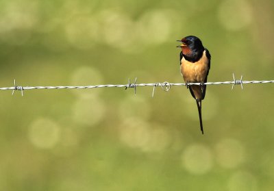 Barn swallow - Hirundo rustica